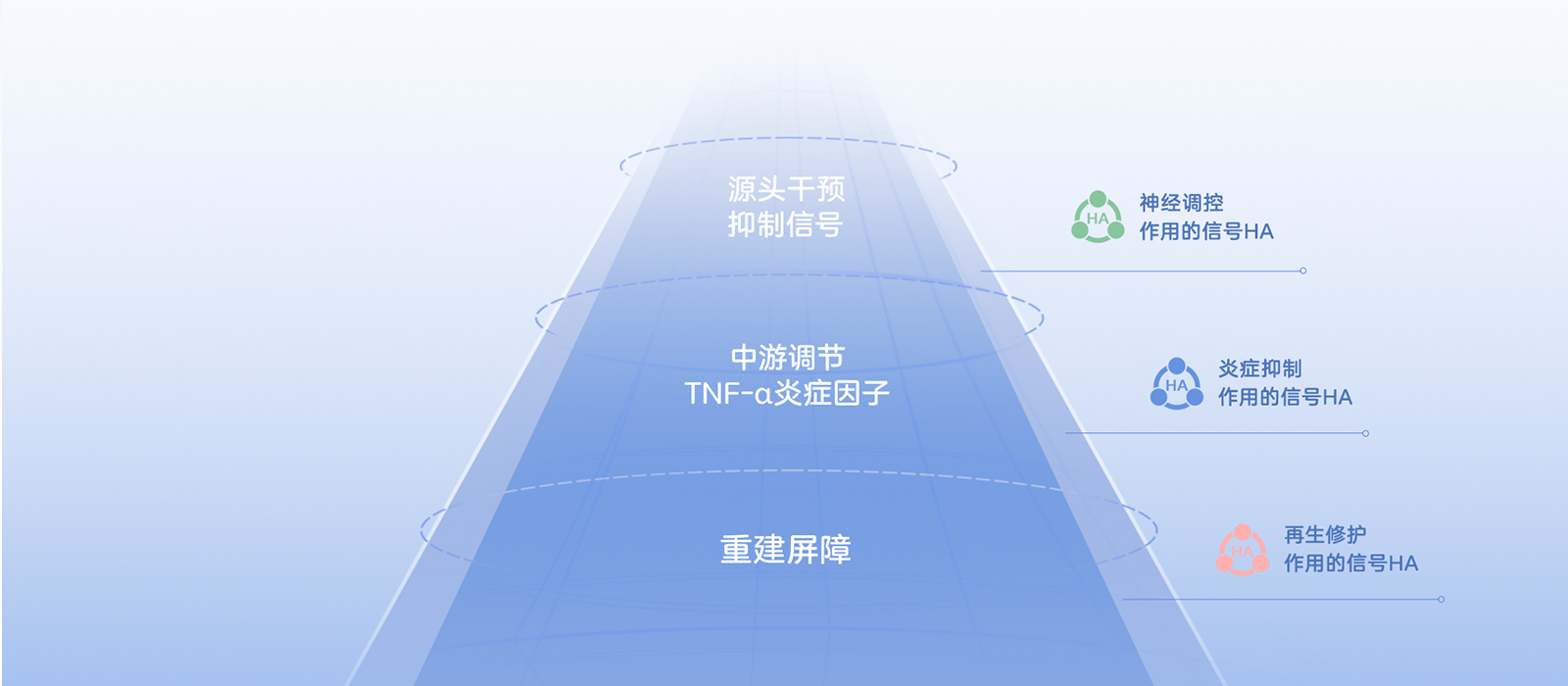 高端信号HA对于受损肌肤信号精准调控